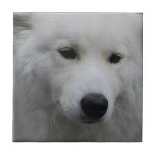 Niedliche Samoyed-Fliese Fliese