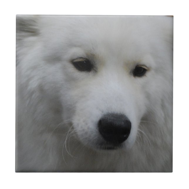 Niedliche Samoyed-Fliese Fliese (Vorderseite)