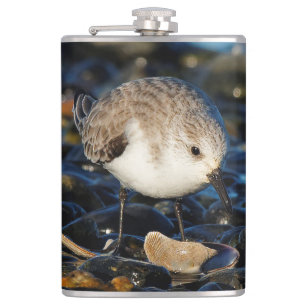 Niedliche Sanderling Sandpiper Shorebird Dines on Flachmann