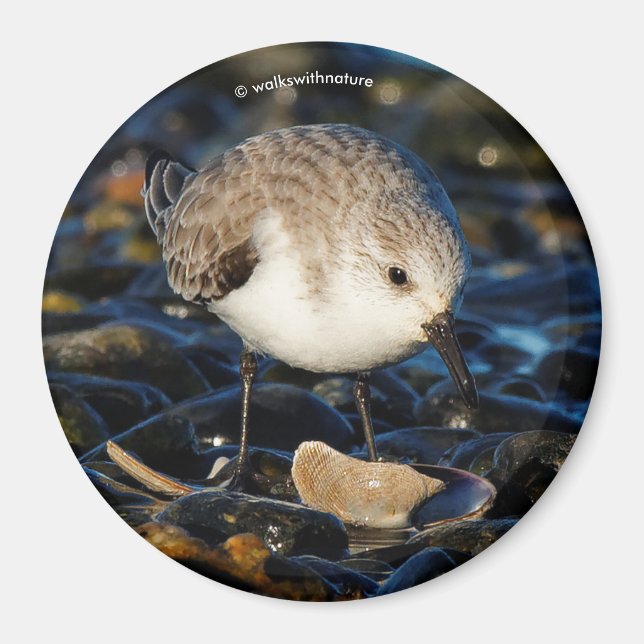Niedliche Sanderling Sandpiper Shorebird Dines on  Magnet (Vorne)