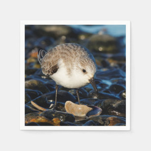 Niedliche Sanderling Sandpiper Shorebird Dines on Serviette
