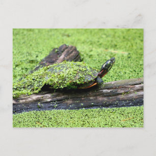 Niedliche Schildkröte mit Grün bedeckt mit Spaß. Postkarte