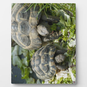 Niedliche Schildkröten Fotoplatte