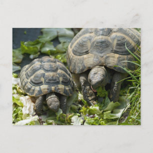 Niedliche Schildkröten Postkarte