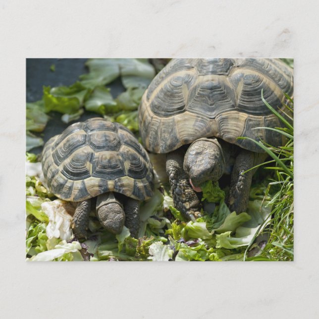 Niedliche Schildkröten Postkarte (Vorderseite)