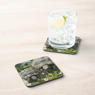 Niedliche Schildkröten Untersetzer