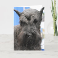 Niedliche Schnauzer-Gruß-Karten