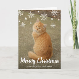Niedliche Schneeflocken Foto Cat Meowy Weihnachten