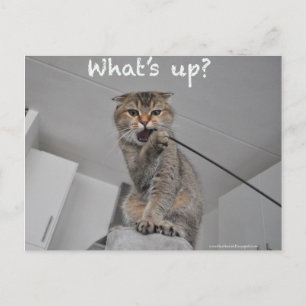 Niedliche Schneekoppel Katzenjacke Postkarte