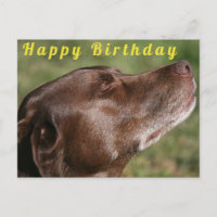 Niedliche Schokolade Labrador Hund - Happy Birthda