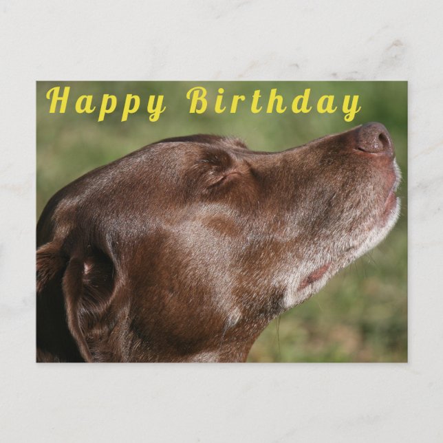 Niedliche Schokolade Labrador Hund - Happy Birthda Postkarte (Vorderseite)