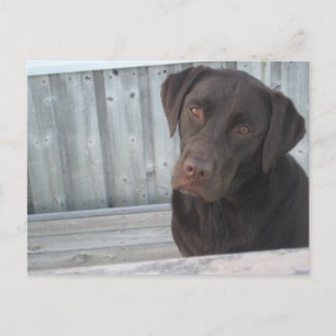 Niedliche Schokolade Labrador Postkarte