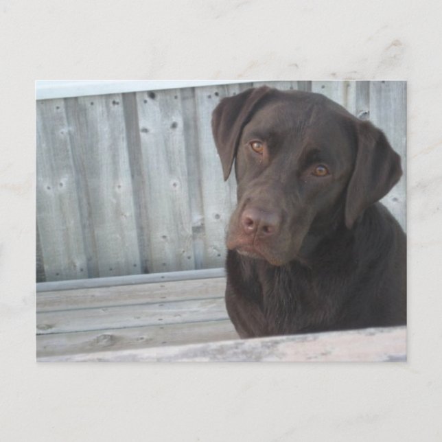 Niedliche Schokolade Labrador Postkarte (Vorderseite)