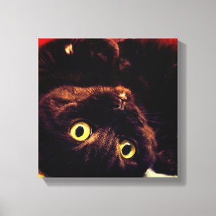 Niedliche Schottische Folklorekatze Leinwanddruck