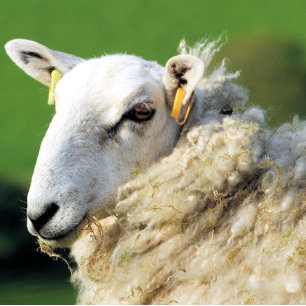 NIEDLICHE SCHUHE FLIESE