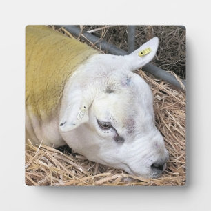 NIEDLICHE SCHUHE FOTOPLATTE