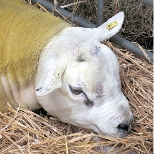 NIEDLICHE SCHUHE GESCHENKPAPIER SET