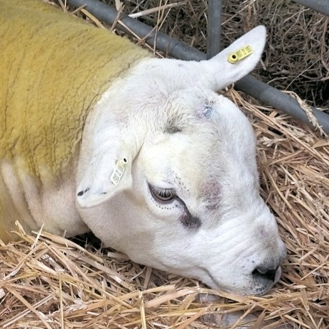 NIEDLICHE SCHUHE GESCHENKPAPIER SET (A photographic design of a beautiful Texel sheep.)