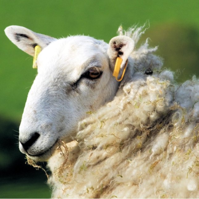 NIEDLICHE SCHUHE LEINWANDDRUCK (A photographic design of a cute sheep.)