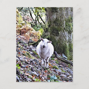 NIEDLICHE SCHUHE POSTKARTE