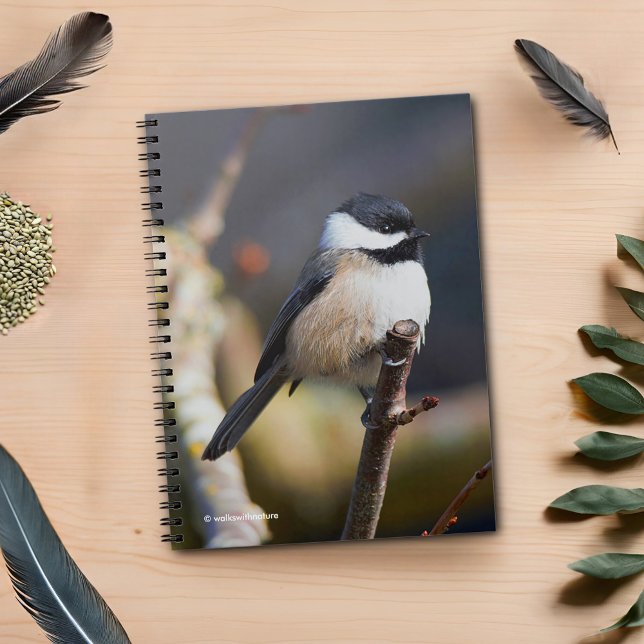 Niedliche, schwarz gekappte Chickade auf Zweig Notizblock (Black-Capped Chickadee on the Cherry Tree Journal Cover Photo)