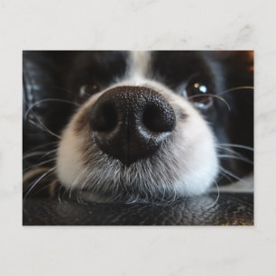 Niedliche Schwarz-Weiß-Border-Collie-Nose und Auge Postkarte