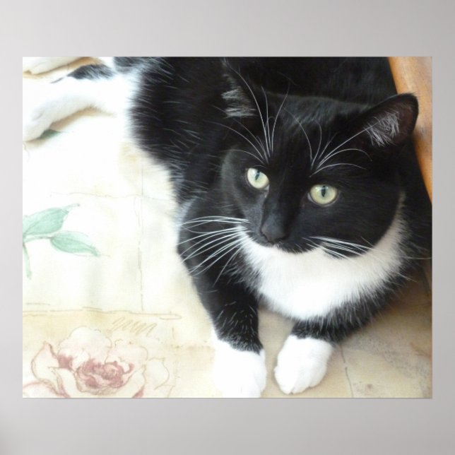 Niedliche Schwarz-Weiß-Katze Poster (Vorne)