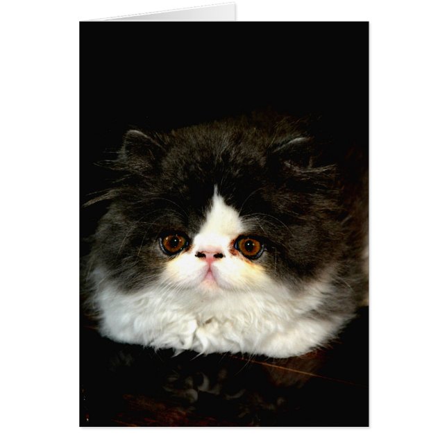 Niedliche Schwarz-weiße Katzenkatze (Vorne)