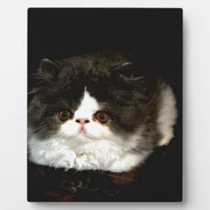 Niedliche Schwarz-weiße Katzenkatze Fotoplatte