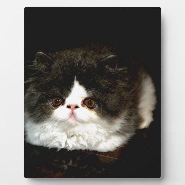 Niedliche Schwarz-weiße Katzenkatze Fotoplatte (Vorderseite)