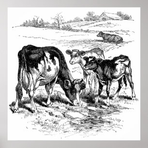 Niedliche Schwarz-weiße Kühe Dekoration Plakat Vin