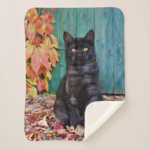 Niedliche schwarze Katze mit roten Blätter, blaue  Sherpadecke