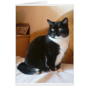 Niedliche schwarze u. weiße Katze auf Bett