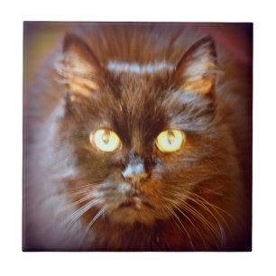 niedliche Schwarzkatze Fliese