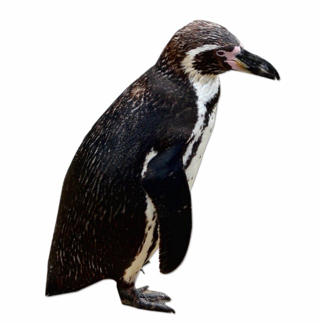 Niedliche Schwarzweiss-Humboldtpenguin-Skulptur Freistehende Fotoskulptur (Vorne)