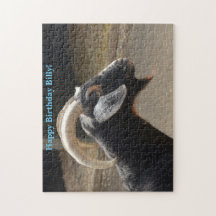 Niedliche Schwarzziege