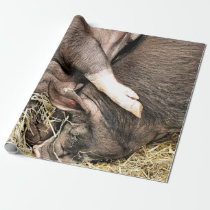 NIEDLICHE SCHWEINE GESCHENKPAPIER