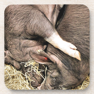 NIEDLICHE SCHWEINE GETRÄNKEUNTERSETZER