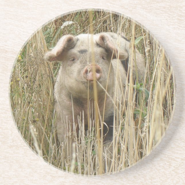 Niedliche Schweinegrippe-Untersetzer Sandstein Untersetzer (Vorne)
