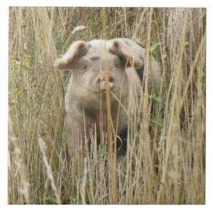 Niedliche Schweineteile Fliese