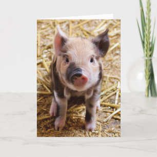 NIEDLICHE SCHWEINPIGLET-JEDEN ANLASS-KARTEN FEIERTAGSKARTE