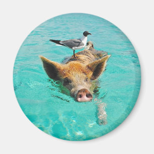 Niedliche Schweinschwimmen im Wasser Magnet