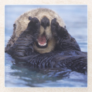 Niedliche Seeotter Alaska, USA Glasuntersetzer