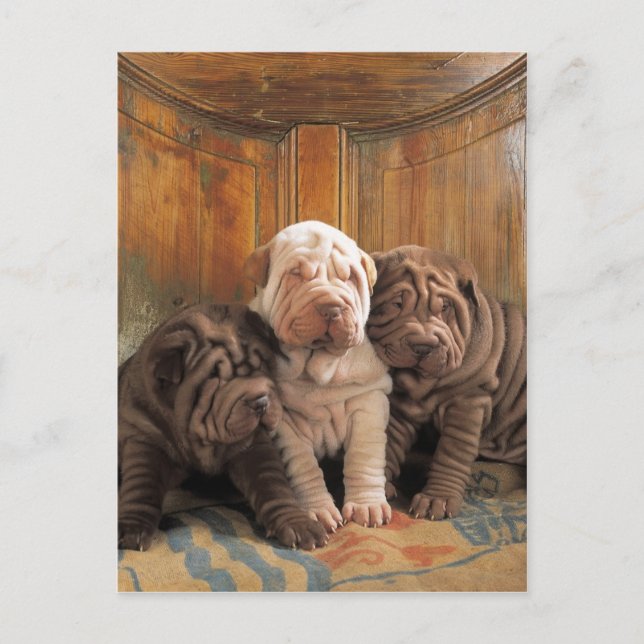 Niedliche Shar Pei-Träumer Postkarte (Vorderseite)