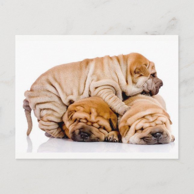 Niedliche Shar Pei Welpen Postkarte (Vorderseite)