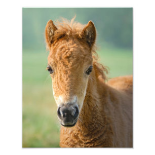 Niedliche Shetland Pony Foal Horse Head Frontal - Fotodruck