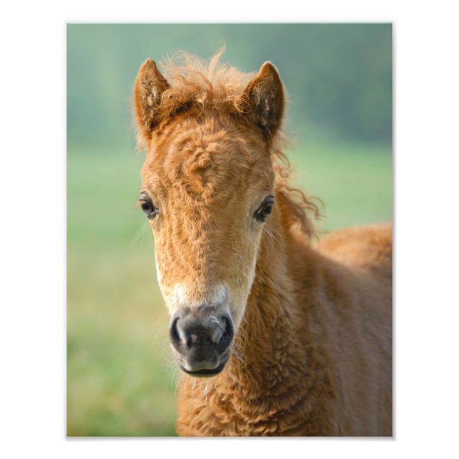 Niedliche Shetland Pony Foal Horse Head Frontal - Fotodruck (Vorne)