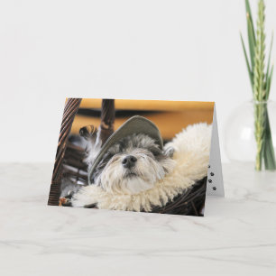 Niedliche Shih Tzu Dog Card Karte