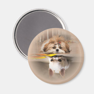 Niedliche shih tzu und chihuahua magnet