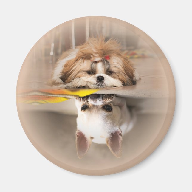 Niedliche shih tzu und chihuahua magnet (Vorne)